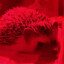 hedgehog