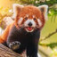 Red Panda Core