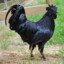 Black Cock