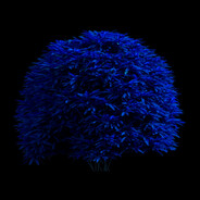 Aclapac avatar