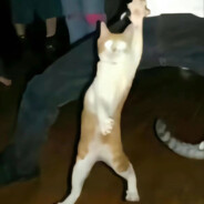 长江不知黄河黄