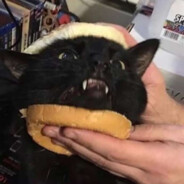 hamburcat