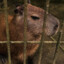 Capivara Filó