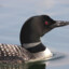 loon bird