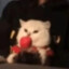 Gato Socialista