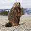 mysterymarmot