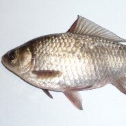 Keri - steam id 76561199540555456