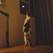 不要怕我 - steam id 76561199011359090