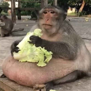 Absolute Unit