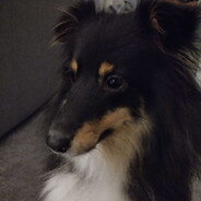 daNbee-