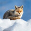 Ayatollah khansari the sly fox