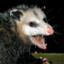 O&#039;Possum