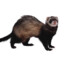 JumboizedRat