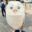 [♡]Owlette[♡]