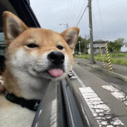 东京80万禁军教头朱懿龙