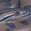 🐍Anakonda🐍