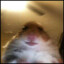MrMogys
