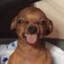 pupik