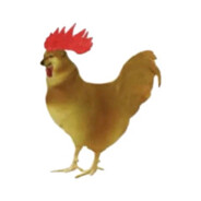 你踏马再玩黑猴