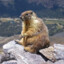 marmot