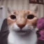 YT_NERB
