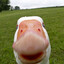 GooseMan445