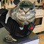 Military cat
