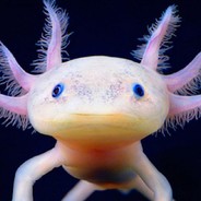 Sir_Axolotl__