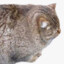 Bongo