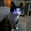 NameCat