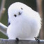 肥鸢