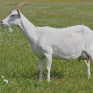 romándi kecskepásztor