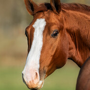 Cool Awesome Horse