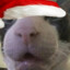 Qeb