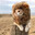xLion.