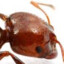 Red imported fire ant