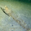 Lizardfish