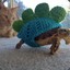 Aquard Turtle