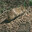 lesser cane rat
