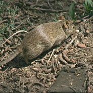 lesser cane rat