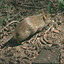 lesser cane rat