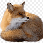 Угашеный лис