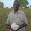 Cotton Farmer