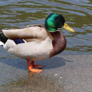 DuckGod9