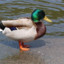 DuckGod9