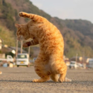 阿滔只会说抱歉