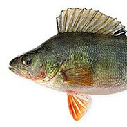 Дмитрий Окунь - steam id 76561198872581115