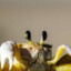 LettuceBionicle