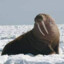 verywalrus