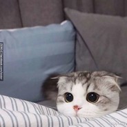 咕咕咕